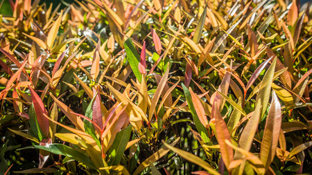 bright colorful young leaves in spring. natural color background