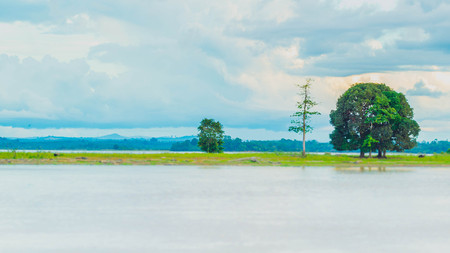 beautiful scenery of trees on the riverbank of Mahakam river, Borneo, at dawn