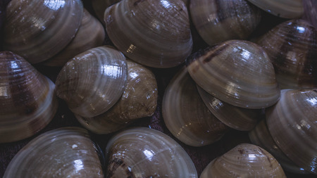 stack of sea shells. closeup of sea shells. natural texture background