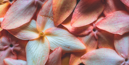 closeup of stack of beautiful flower with soft color. natural background