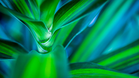 beautiful Dracaena deremensis plant. green leaves with variegatum edgeの写真素材