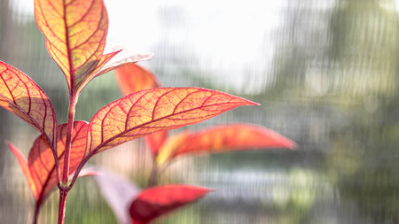 red leaves plant with blurred backgroundの写真素材