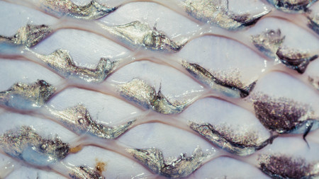 skin of tilapia fish after the scales removed. natural abstract pattern background