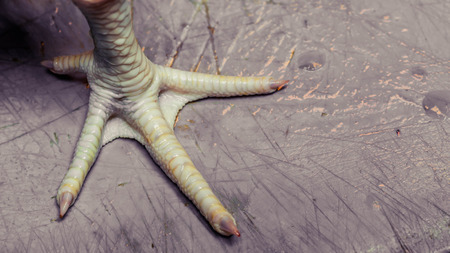 chicken foot standing on cutting board