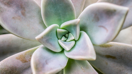 closeup of succulent plant with unique geometric shape of leavesの写真素材