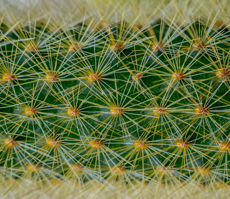 spikes of a cactus. natural backgroundの写真素材