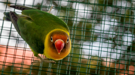 closeup of Cute and colorful lovebirdの写真素材