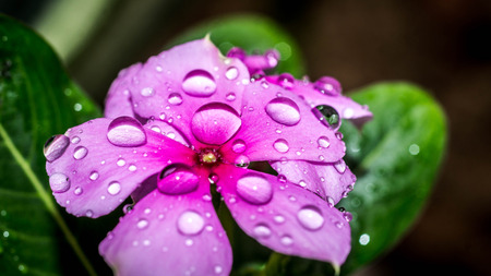 detail closeup of water drops on purple flower. morning dew on flowerの写真素材