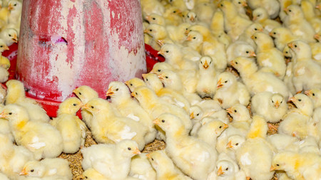 day old broiler chicken. broiler chicken farm. bred and raised for meat production