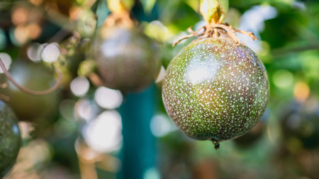 Raw Passiflora edulis fruit hanging in the treeの写真素材