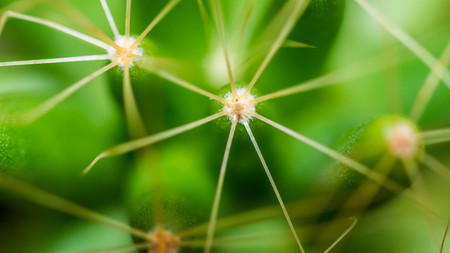 closeup of cactus plant with sharp spikesの写真素材