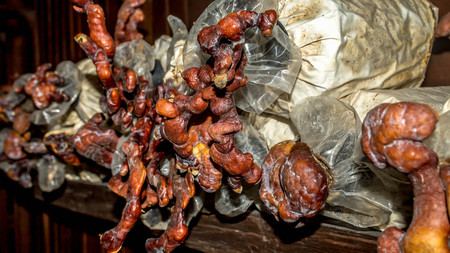 Lingzhi mushroom colony grown in the bag log at the farm