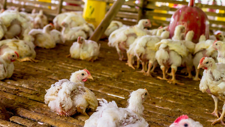 broiler chicken farm. bred and raised for meat production