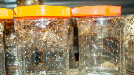 weaver ant farm or in Indonesia called "Kroto". The larva of weaver ant have high economic value in South East Asiaの写真素材