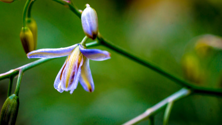 beautiful wild flower blooming
