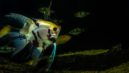 angel fish (Pterophyllum sp) in a biotope aquariumの写真素材