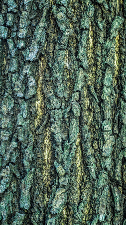 detail closeup of bark of a tree. natural abstract texture backgroundの写真素材