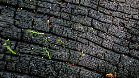 detail closeup of bark of a tree. natural abstract texture background