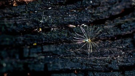 closeup of grass dandelion seed on burned trunk in the forest