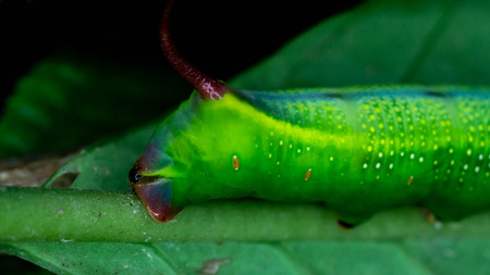 closeup of green horned caterpillar