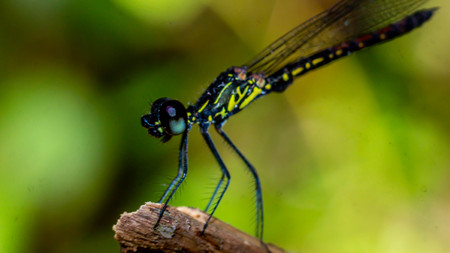 closeup of a dragonfly perching on the grassの写真素材