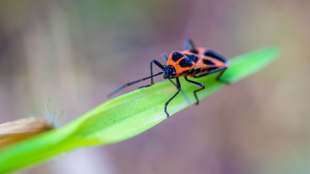 closeup of colorful insect on a green grass