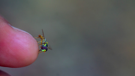 closeup of colorful forest fly on the tip of a finger