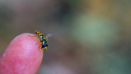 closeup of colorful forest fly on the tip of a finger