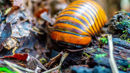 Borneo giant pill millipede walking on the forest groundの写真素材