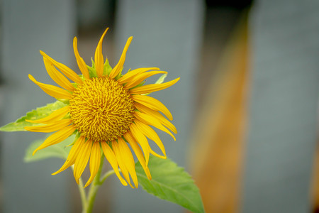 yellow sun flowerの写真素材