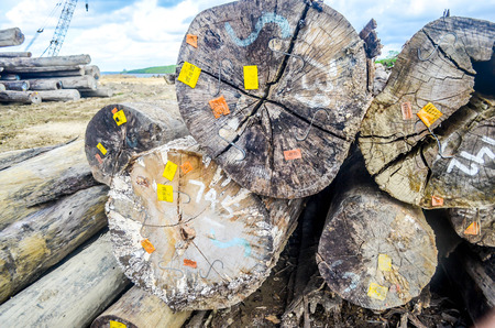 stack of tropical hardwood in the log yard of forest concession companyの写真素材