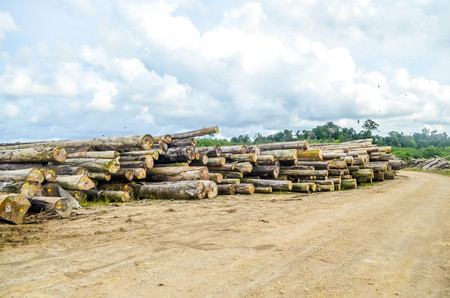 stack of tropical hardwood in the log yard of forest concession company