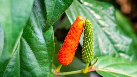 Piper retrofractum or Javanese chili fruit with vibrant color. This plant is used for medicinal...