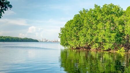 beautiful view of mangrove forest at Kutai National Park, Indonesia