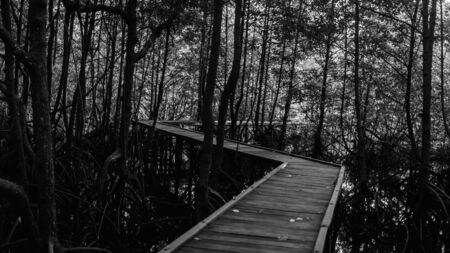 Boardwalk / wooden path way surrounded with mangrove plants at Kutai National Park, Indonesiaの写真素材