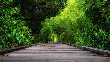 Boardwalk / wooden path way surrounded with mangrove plants at Kutai National Park, Indonesiaの写真素材
