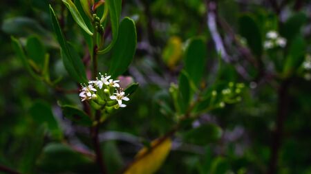 the flower of mangroveの写真素材