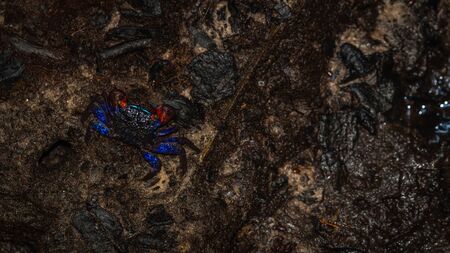 metallic blue color crab living in mangrove ecosystem at Kutai National Park, Indonesia