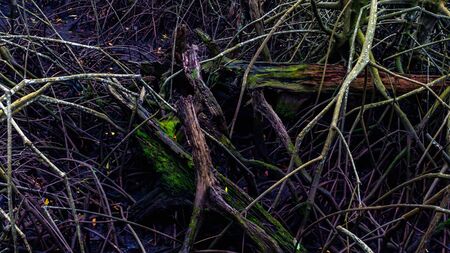 closeup of mangrove roots at Kutai National Park, Indonesiaの写真素材
