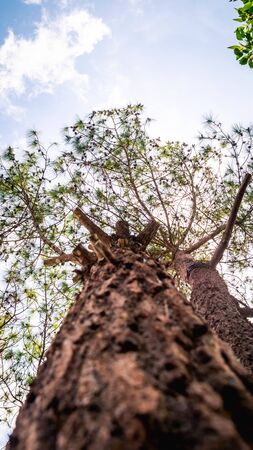 Pine tree looked from below with blue sky as the backgroundの写真素材