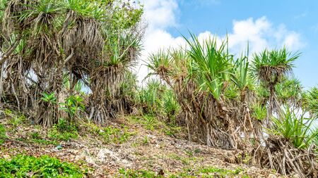 Pandanus sp. grow on the rocky cliff at Kukup Beach, Gunung Kidul, Yogyakarta, Indonesiaの写真素材