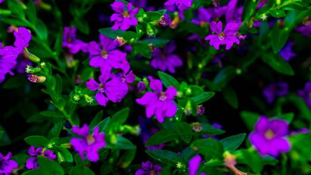 beautiful purple flowers and green leavesの写真素材