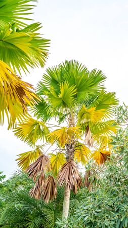 palm tree with yellow, green, and brown leavesの写真素材