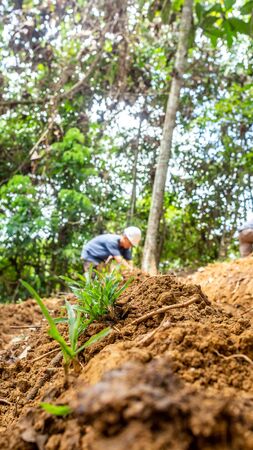 The worker plant the grass in the slope area of the forest to prevent landslide and erosion.の写真素材