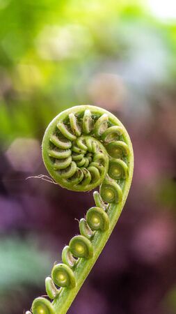 bud of a fern with blurred background