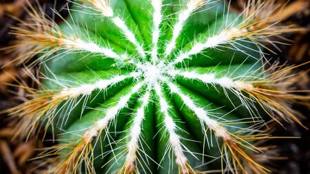 Closeup of Notocactus magnificus with white soft spinesの写真素材