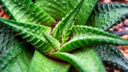 Closeuf of Haworthia limifolia, beautiful desert plantの写真素材