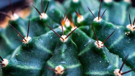 Closeup of beautiful green Gymnocalycium mihanovichii cactus with attractive patternの写真素材