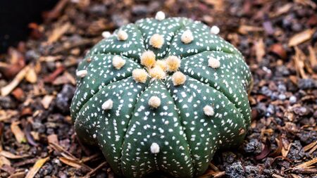 Closeup of beautiful Astrophytum asterias with beautiful patternの写真素材