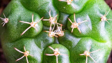 Closeup of green Gymnocalycium damsiiの写真素材